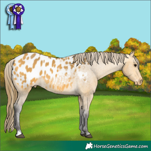Horse Color:Buckskin Appaloosa 