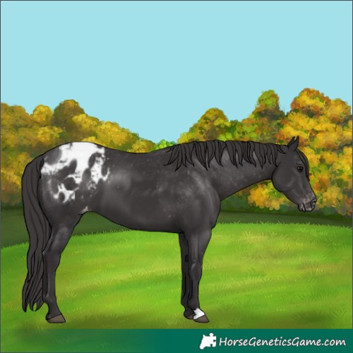 Horse Color:Smoky Black Appaloosa 