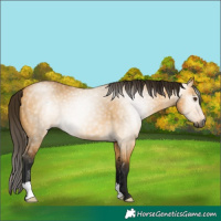 Horse Color:Gray Buckskin Dun