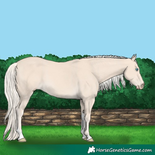 Horse Color:Cremello Tobiano 