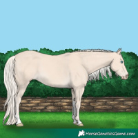 Horse Color:Cremello Tobiano 