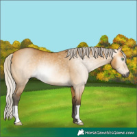 Horse Color:Gray Silver Buckskin Dun Rabicano 