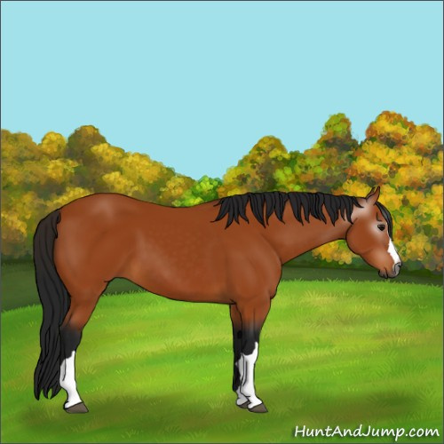 Horse Color:Gray Bay 