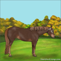 Horse Color:Gray Chestnut 