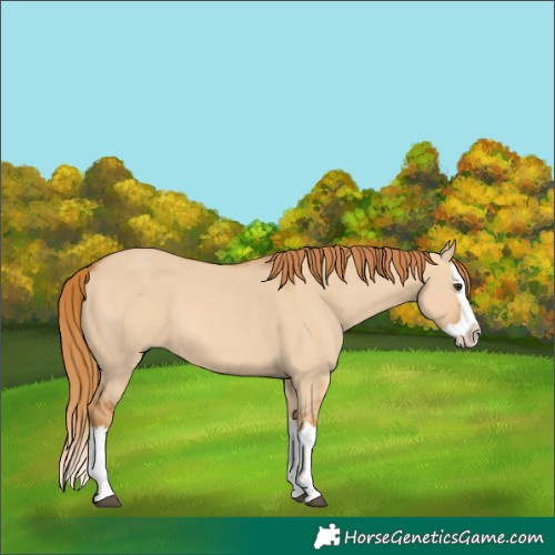 Horse Color:Red Dun Splash 