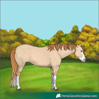 Horse Color:Red Dun Splash 