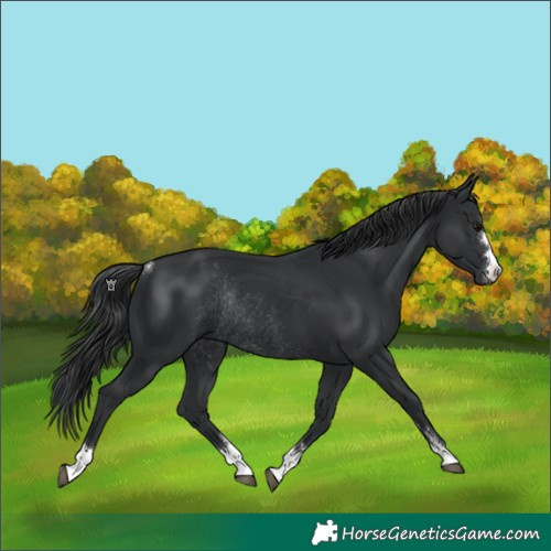 Horse Color:Black Rabicano 