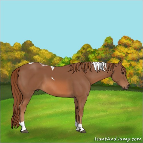 Horse Color:Chestnut Tobiano 