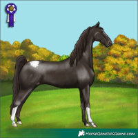 Horse Color:Liver Chestnut Appaloosa