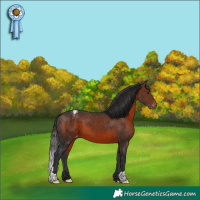 Horse Color:Brown Appaloosa 