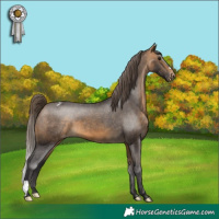 Horse Color:Buckskin Varnish 
