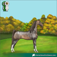 Horse Color:Buckskin Snowcap 
