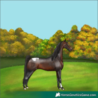 Horse Color:Brown Snowcap 