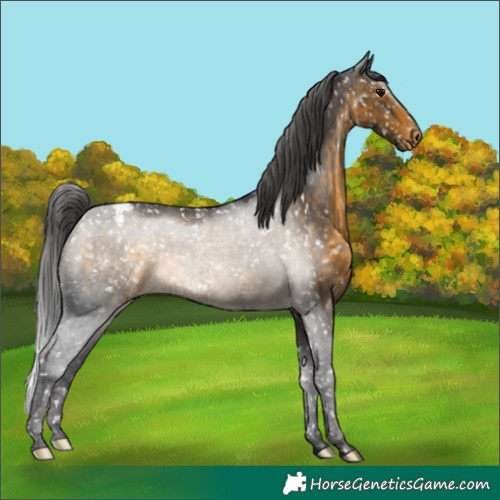 Horse Color:Buckskin Snowcap