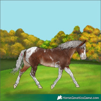 Horse Color:Silver Brown Splash Tobiano Varnish  and Silver Brown Splash Tobiano 