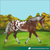 Horse Color:Silver Bay Tobiano Blanket 