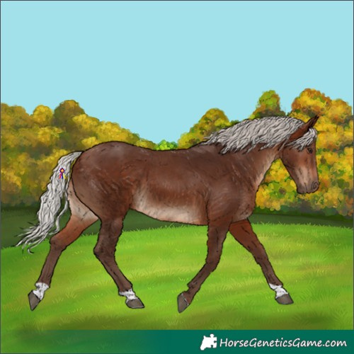 Horse Color:Silver Brown Tobiano