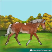 Horse Color:Silver Bay Tobiano