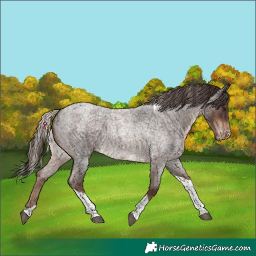 Horse Color:Silver Brown Roan Tobiano  and Liver Red Roan Tobiano Appaloosa Rabicano 