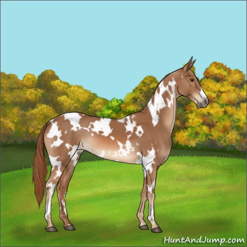 Horse Color:White Spotted Chestnut
