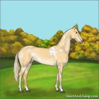 Horse Color:White Spotted Palomino Dun 
