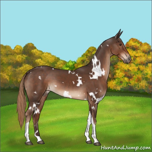 Horse Color:White Spotted Liver Chestnut Tobiano