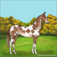 Horse Color:White Spotted Chestnut 