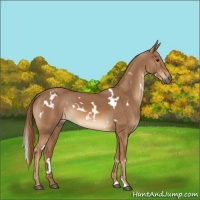 Horse Color:White Spotted Chestnut 