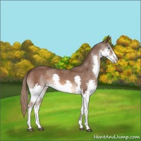 Horse Color:Liver Chestnut Splash 