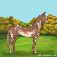 Horse Color:White Spotted Chestnut 