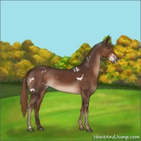 Horse Color:White Spotted Liver Chestnut Rabicano 