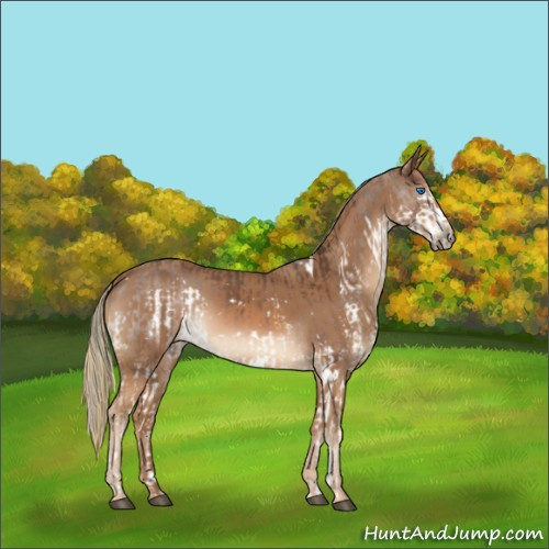 Horse Color:Liver Chestnut Splash Rabicano and White Spotted Chestnut Rabicano