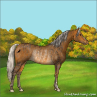 Horse Color:Buckskin Rabicano and Silver Buckskin Rabicano