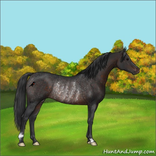 Horse Color:Brown Rabicano 