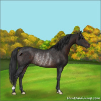 Horse Color:Brown Rabicano 
