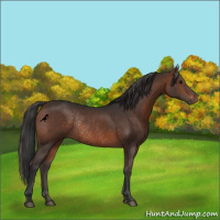 Horse Color:Brown Rabicano 