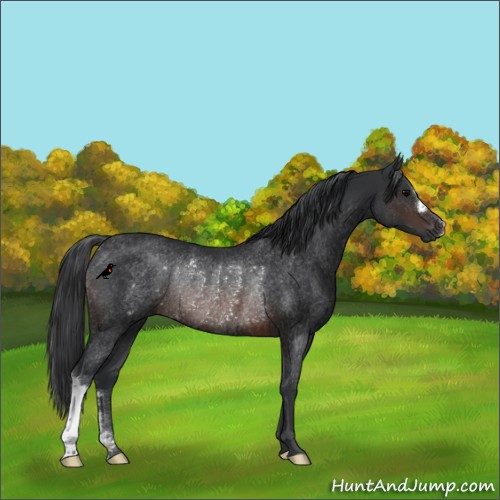 Horse Color:Brown Rabicano 