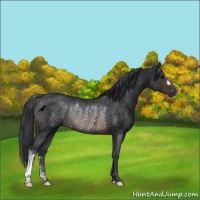 Horse Color:Brown Rabicano