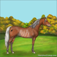 Horse Color:Silver Bay Rabicano