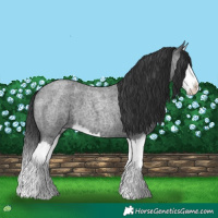 Horse Color:Blue Roan Splash 