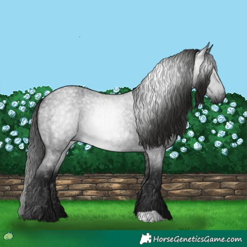 Horse Color:Gray Blue Roan