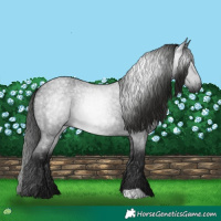 Horse Color:Gray Blue Roan 