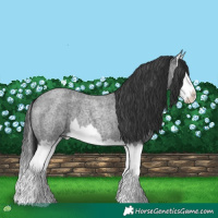 Horse Color:Blue Roan Splash 