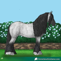 Horse Color:Blue Roan 