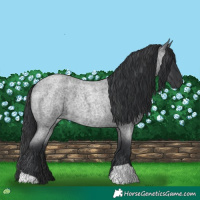 Horse Color:Blue Roan 