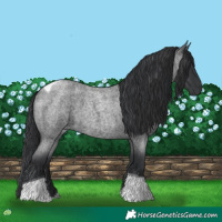 Horse Color:Blue Roan Tobiano 