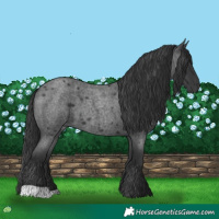 Horse Color:Blue Roan 