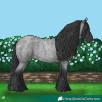 Horse Color:Blue Roan 