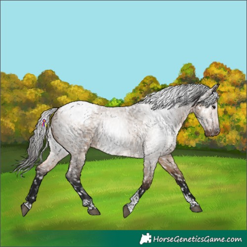 Horse Color:Gray Bay Roan Dun Tobiano Snowcap Rabicano 