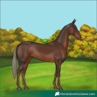 Horse Color:Liver Chestnut Mushroom 
